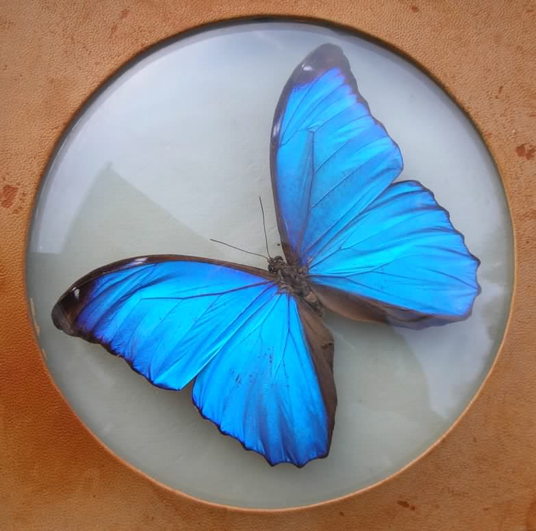 Morpho783x775.jpg